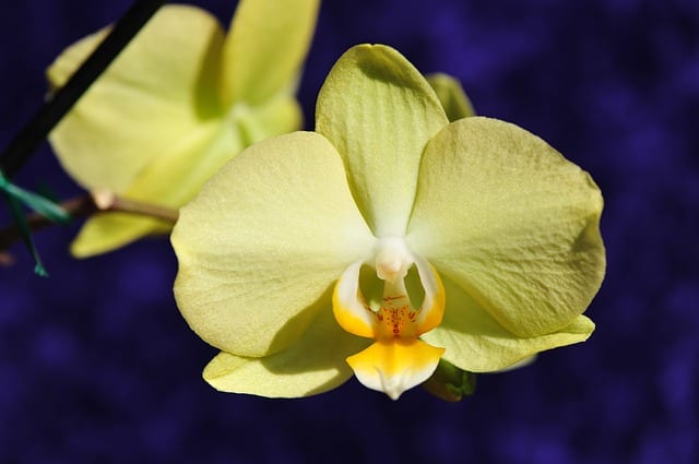vattning av orkidéer brudorkidé får inte torka ut lika mycket