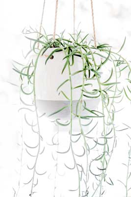 husmorstips för att få bort blomflugor